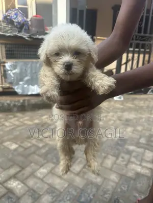 1-3 months Male Purebred Lhasa Apso