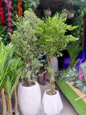 Elegant Plant and Pot