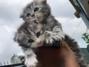 0-1 month Female Purebred Scottish Fold