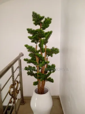 Beautiful Plant and Pot