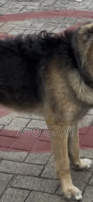 1+ year Female Mixed Breed German Shepherd