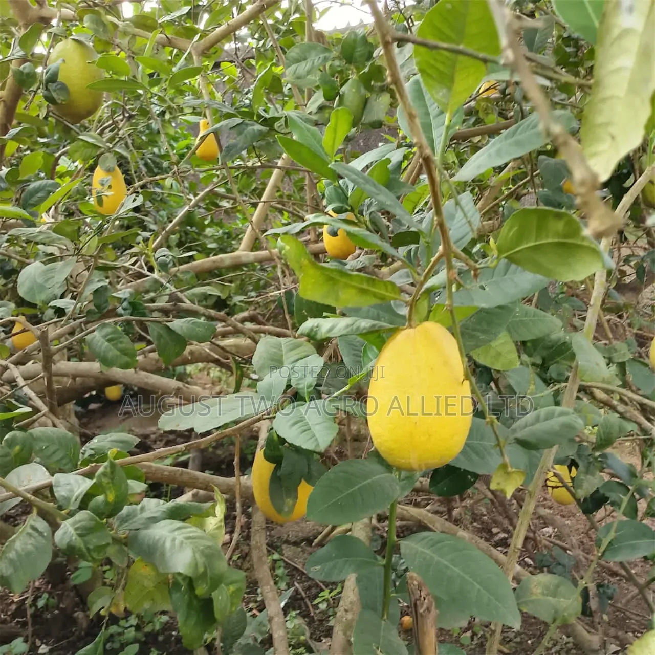 Hybrid Lemon Orange