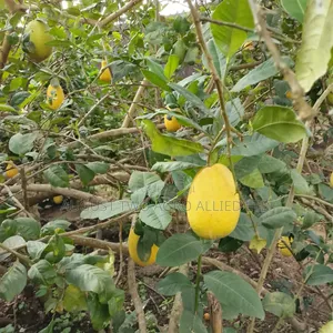 Hybrid Lemon Orange