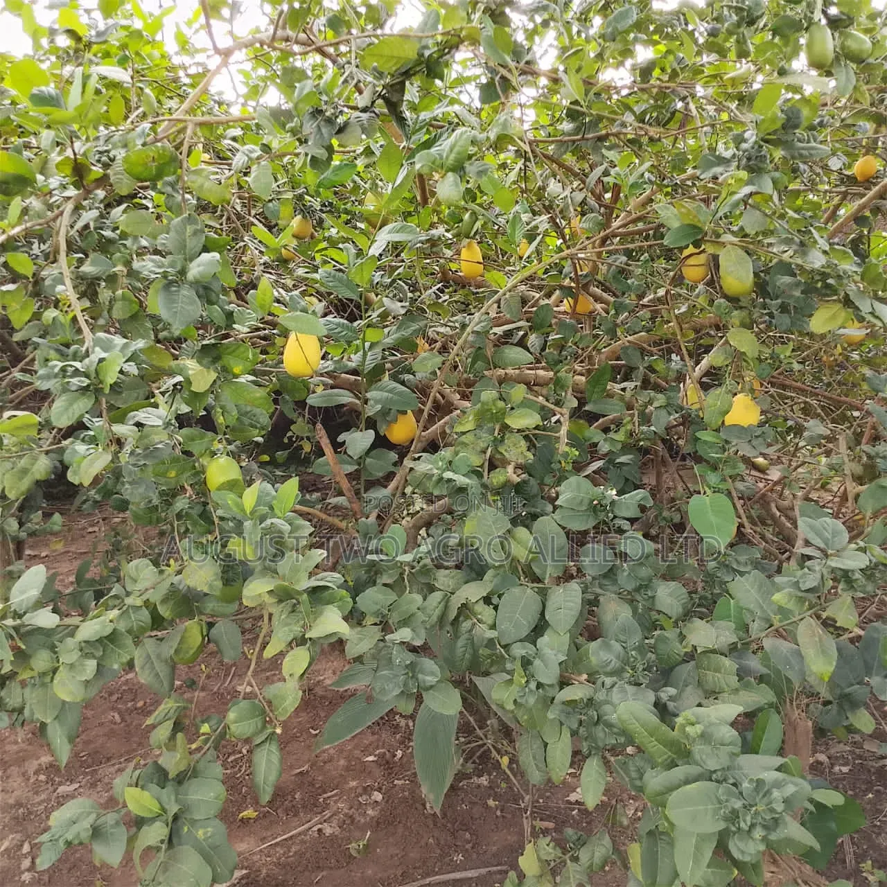 Hybrid Lemon Orange