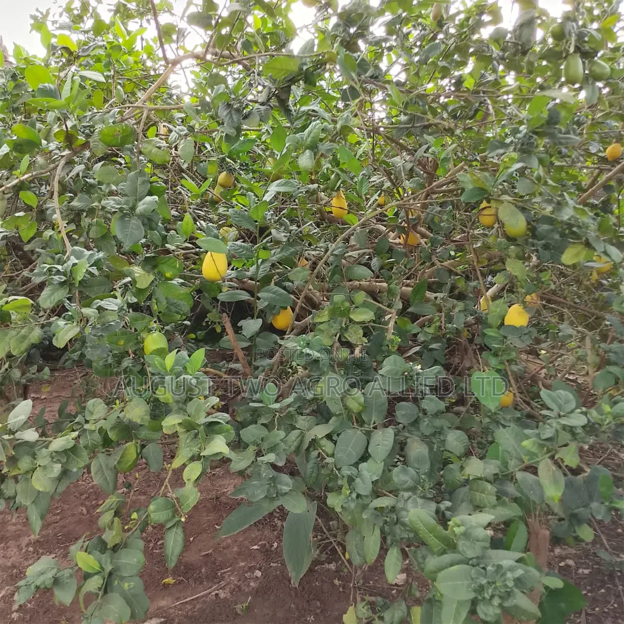 Hybrid Lemon Orange