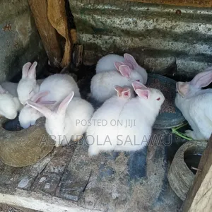Hyla Rabbit (Weaner)