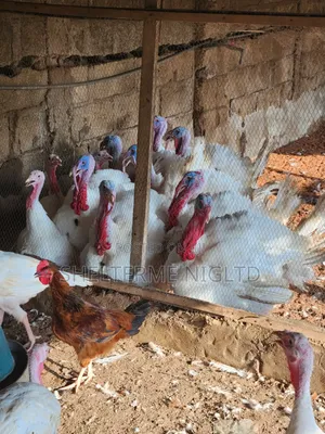 8 Months Fully Matured Foreign Turkey