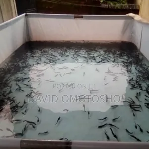 Catfish Fingerlings