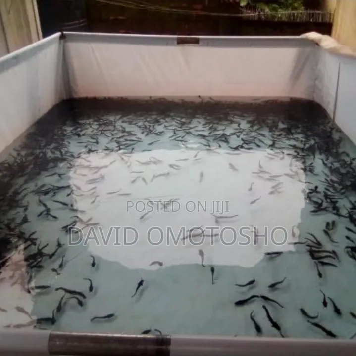 Catfish Fingerlings