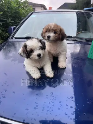 1-3 months Female Purebred Maltipoo