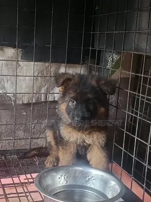 1-3 months Male Purebred German Shepherd