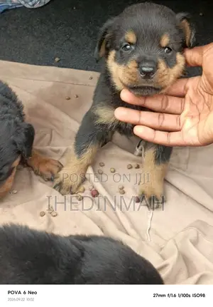 1-3 months Male Purebred Rottweiler