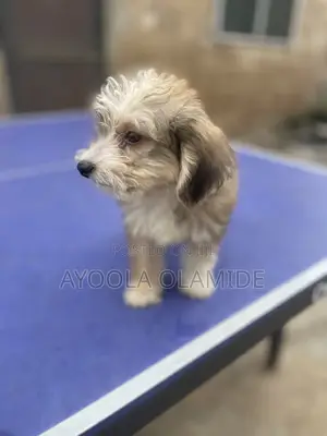 3-6 months Male Purebred Lhasa Apso