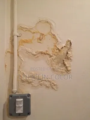 Painter Jabi