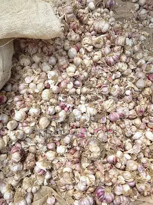Fresh Garlic in Bulk