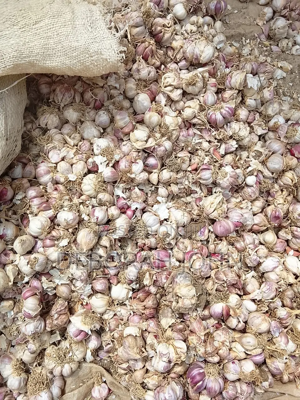 Fresh Garlic in Bulk
