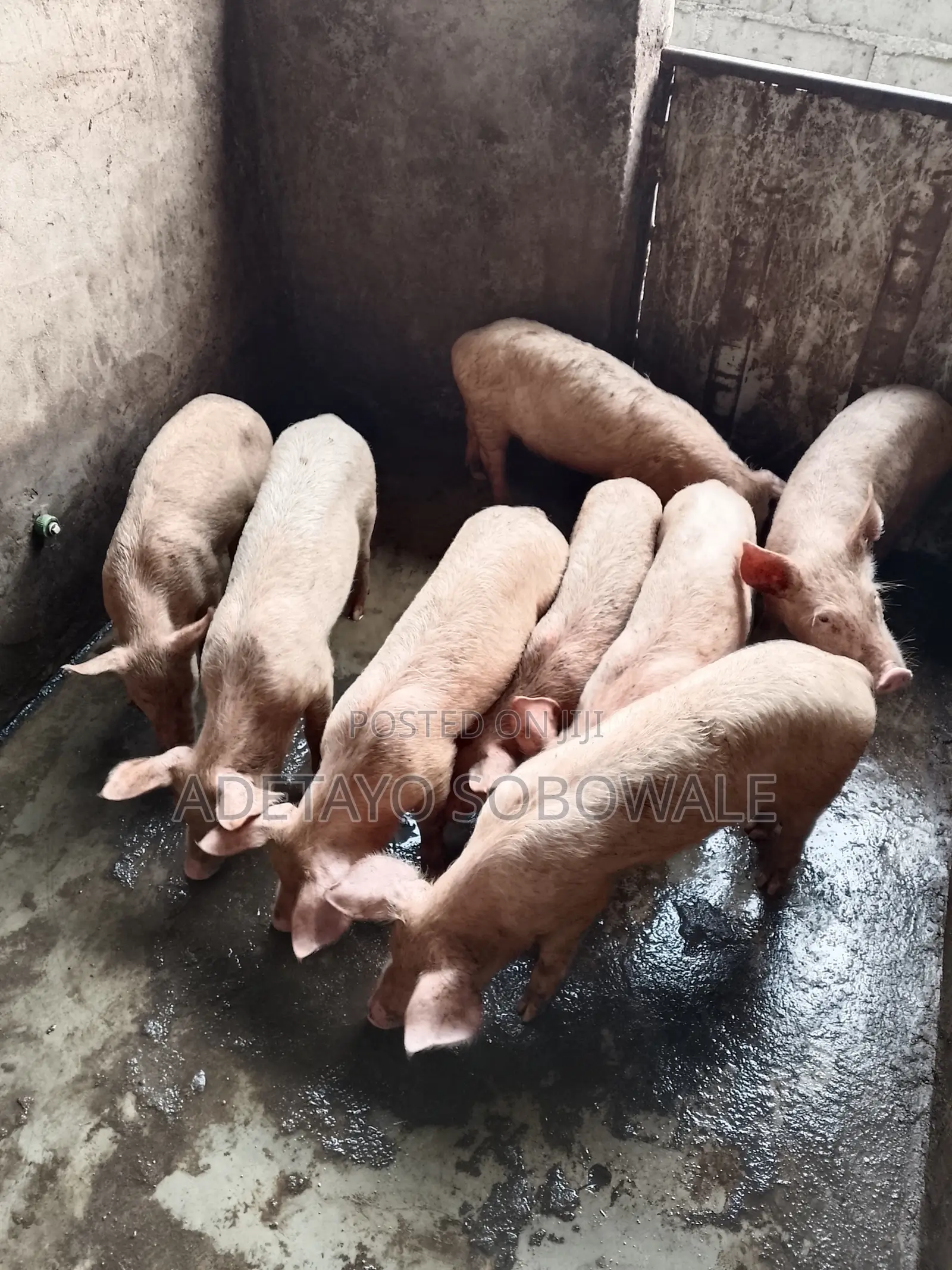 Large White Weaners