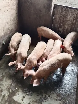 Large White Weaners