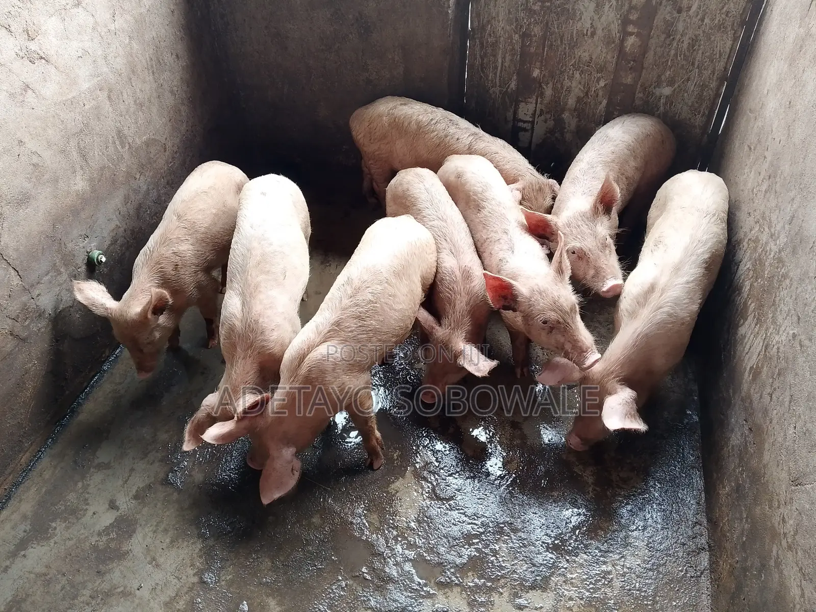 Large White Weaners