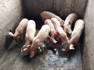 Large White Weaners