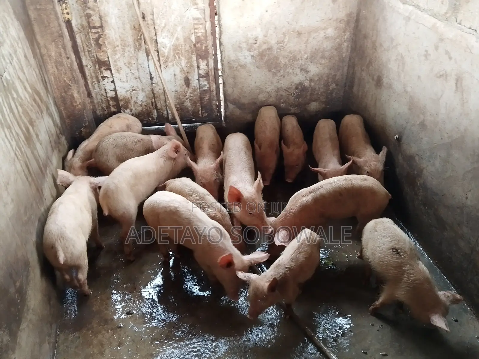 Large White Weaners