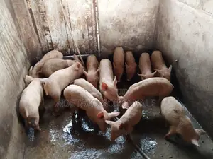 Large White Weaners