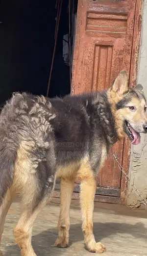 6-12 months Male Purebred German Shepherd