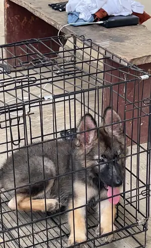 3-6 months Female Purebred German Shepherd