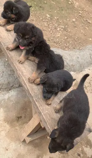 1-3 months Female Purebred German Shepherd
