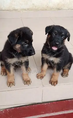 1-3 months Female Purebred German Shepherd
