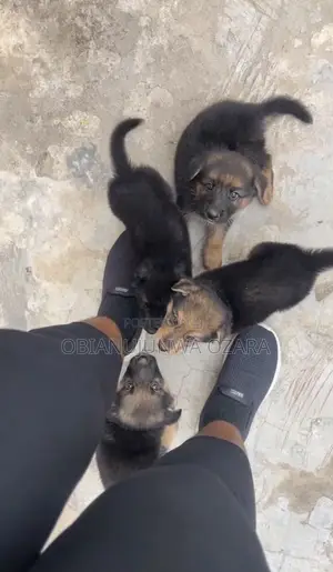 1-3 months Female Purebred German Shepherd