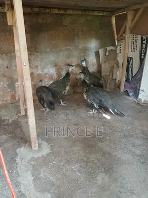 Peachicks Available and Ready for New Homes