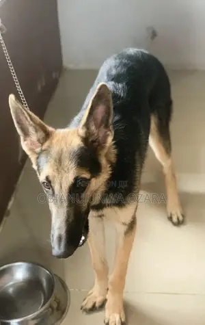 6-12 months Male Purebred German Shepherd