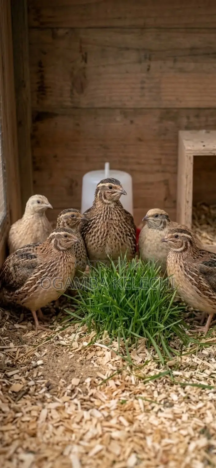 Quail Eggs