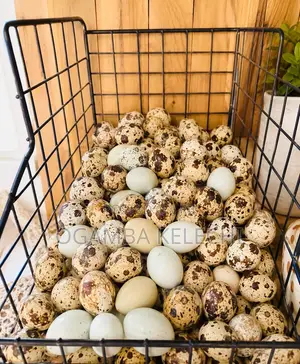 Quail Eggs