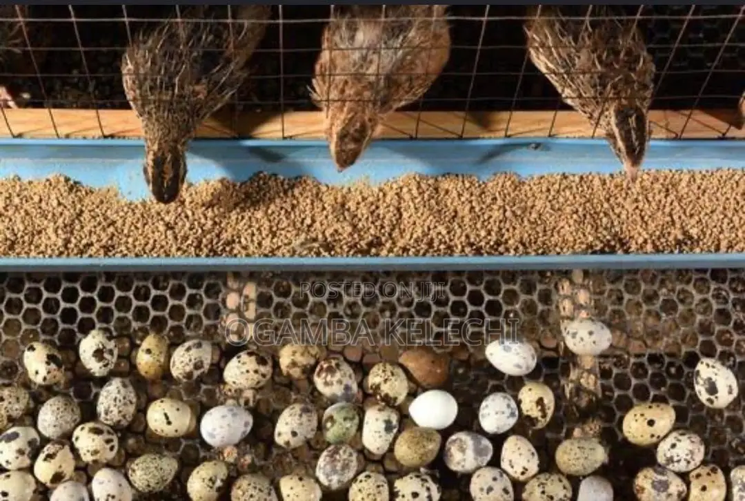 Quail Eggs