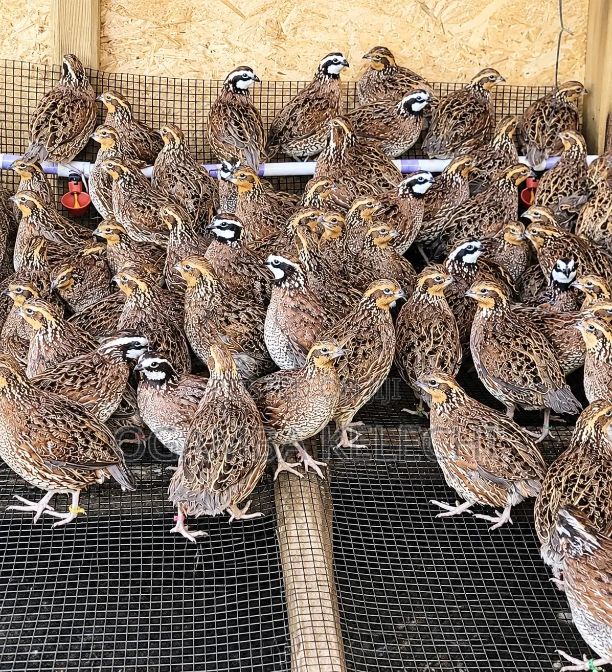 Quail Eggs