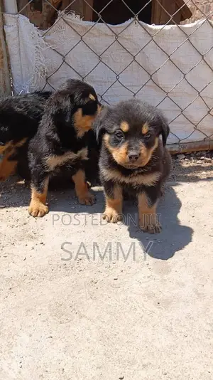 1-3 months Female Purebred Rottweiler