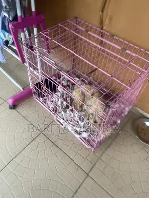 3-6 months Female Purebred Lhasa Apso