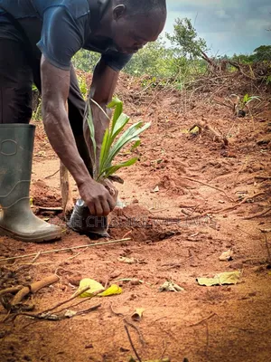 Affordable Land's