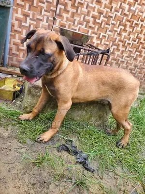 3-6 months Female Purebred Boerboel