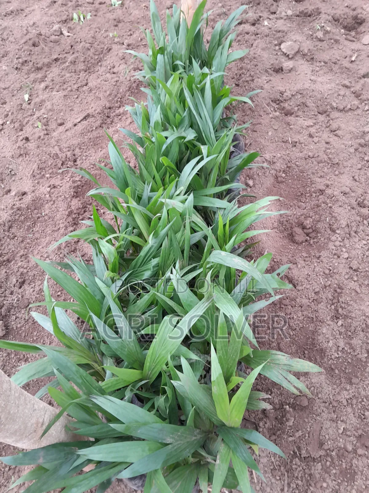 Oil Palm Seedlings