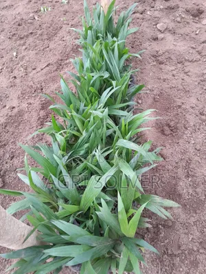 Oil Palm Seedlings