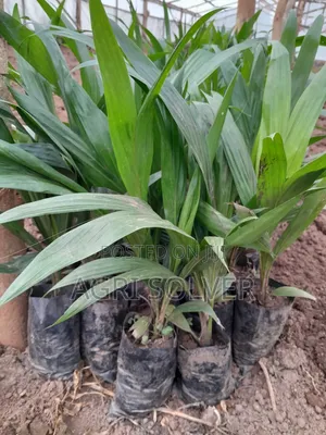 Oil Palm Seedlings