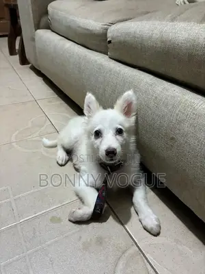 3-6 months Male Purebred American Eskimo