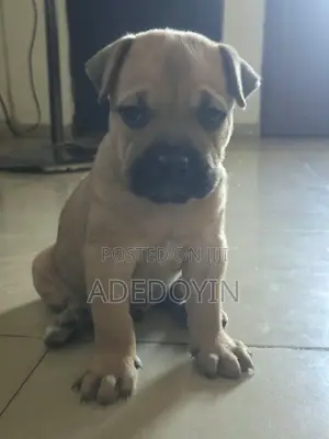 1-3 months Male Purebred Boerboel