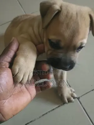 1-3 months Male Purebred Boerboel