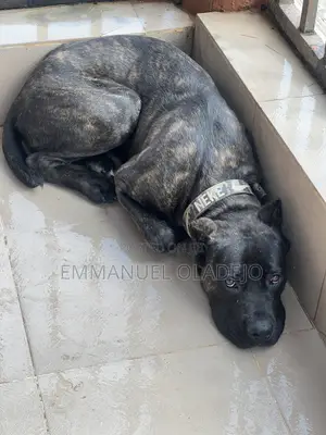 6-12 months Male Purebred Cane Corso