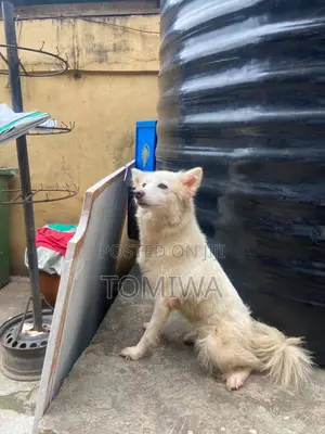 1+ year Female Purebred American Eskimo
