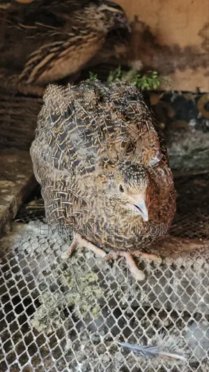 QUAIL Birds, Chick's Eggs
